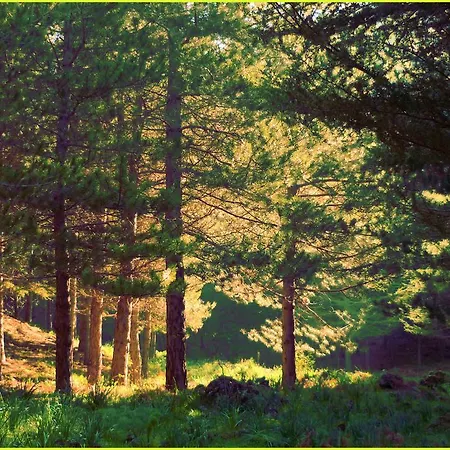 ベッド・アンド・ブレックファスト Etna La Casa Di Pippinitto